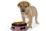 Slow Feeder Spill Proof Pet Bowl with Rubber Base and Bone Design, Pink and Black