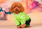 Autumn And Winter Clothes For Puppy With Star Pattern Dog Warm Clothing