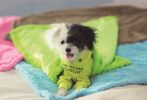 Super Soft Washable Lovely Pet Bed Blanket/Green/50*60CM