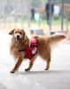 Pet Dog Out Large Backpack - Versatility Large Dog With A Backpack--Red 1