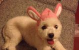 Lovely Rabbit Hat Pet Costume Accessory, Large, Pink