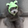 Lovely Frog Hat Pet Costume Accessory, Medium, Green