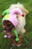 Constellation Series Hat Pet Costume Accessory, Gemini, M