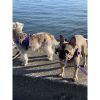 Fenrir purple leopard leash