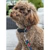 Navy denim & Neon dog leash with red studs