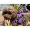 Fenrir purple leopard harness
